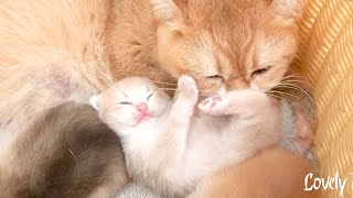 Mother cat is very happy while talking care of her adorable kittens 💕
