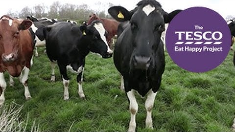 Magnificent Milk: how does a cow make milk?