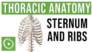 Thoracic Anatomy: Complete Guide to Skeleton, Sternum & Ribs | Lecturio Medical screenshot 4