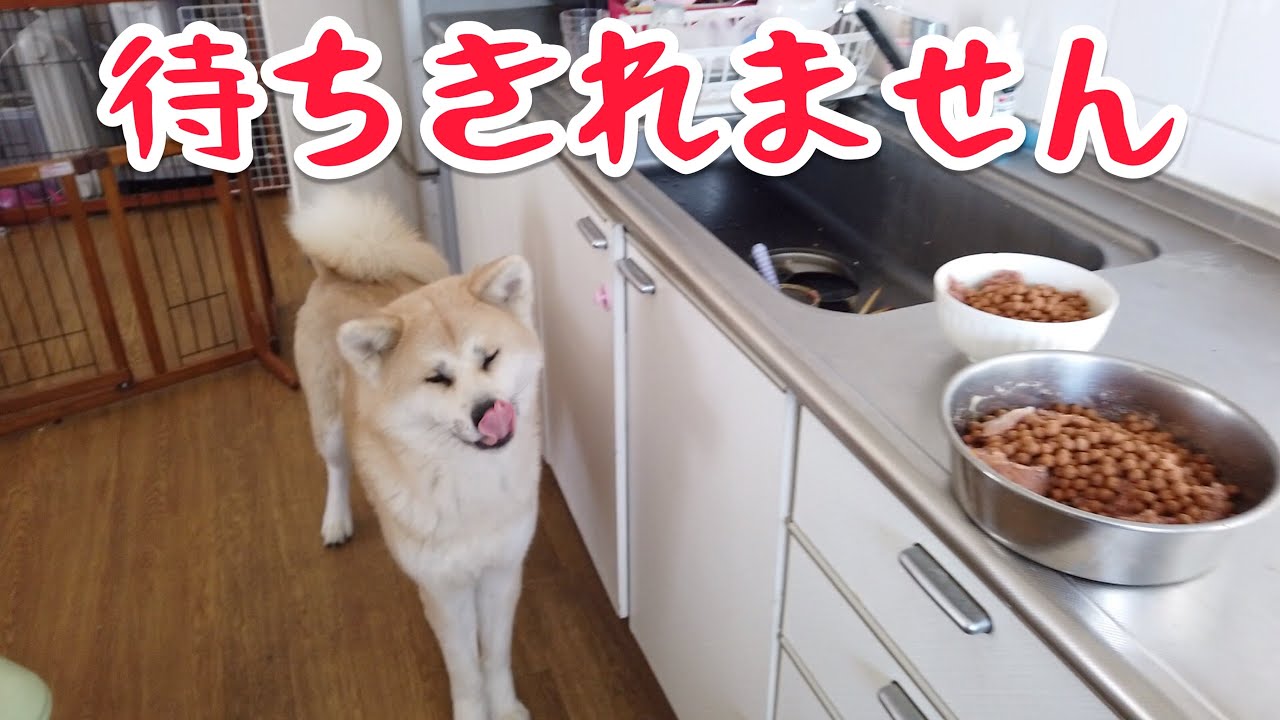 食べ物の名前が多数ランクイン メス犬の名前ランキング 食べ物の名前が多数ランクイン メス犬の名前ランキング