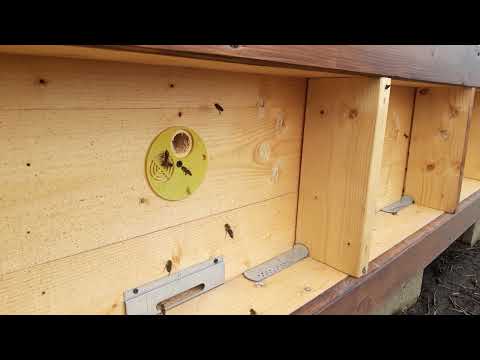 Апитерапия в Харьковской