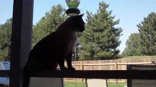 Hummingbird Surprise