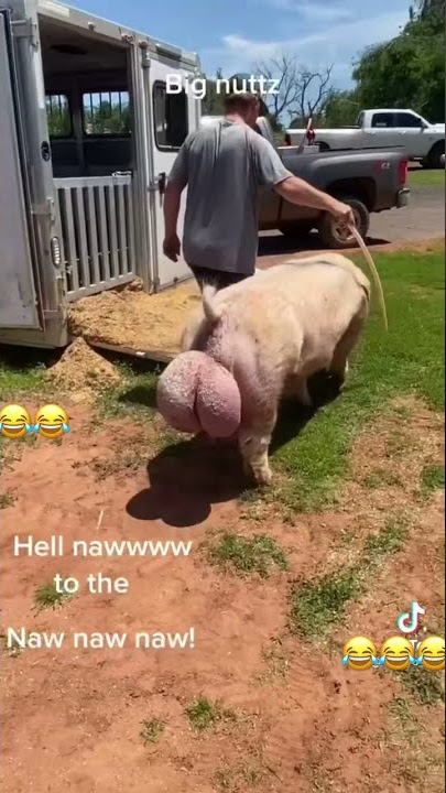 PIG BALLS  #funny #pig #balls #viral #shorts @Annashehu