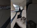 #viral #cat boy came to pick her sister from school.