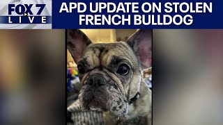 LIVE: APD gives update on robbery of French Bulldogs | FOX 7 Austin