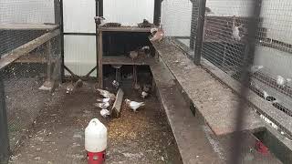 meulemans racing pigeons dificult weather
