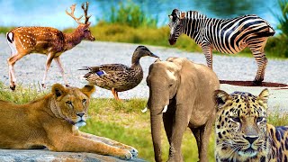 Beautiful Wild Kingdom Real Sounds &amp; Relaxing Nature | Part 7