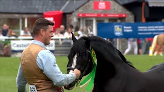 Pencampwriaeth Ifanc y Merlod Cymreig Teip Cob| Welsh Ponies Cob Type Youngstock Championship