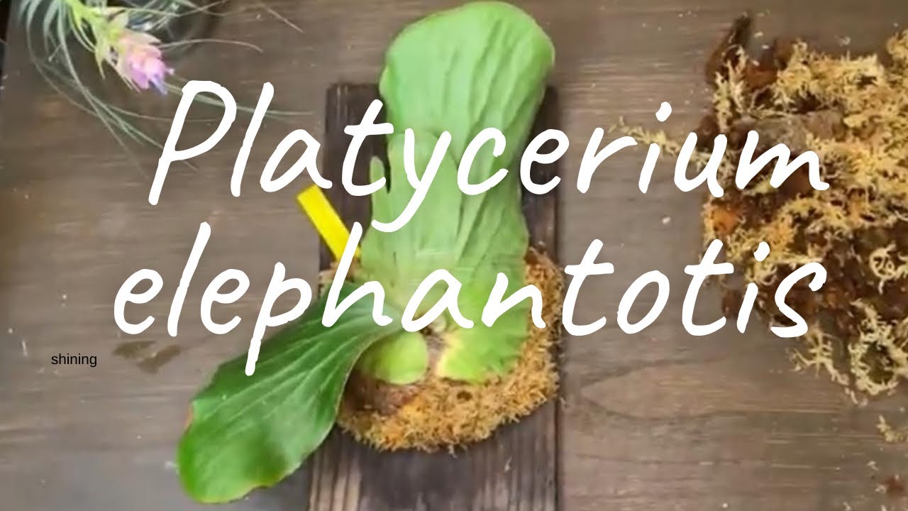 Platycerium . elephantotis板付けの基本how to