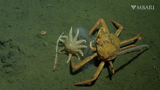 Deep-sea animals help buffer impacts of climate change with their unexpected feasts