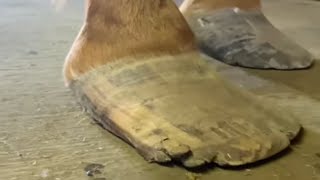 LONG HOOVES get treated by JOURNEYMAN FARRIER