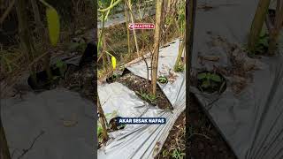 Jangan Salah Paham Lagi Soal Jenis Nitrogen!