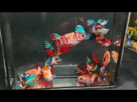 Video (PPD-117) CBG-01 Mix Nemo Galaxy(10Fish) Female Plakat... - youtube