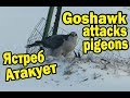 Последняя атака Ястреба-тетеревятника | Last attack of the Goshawk