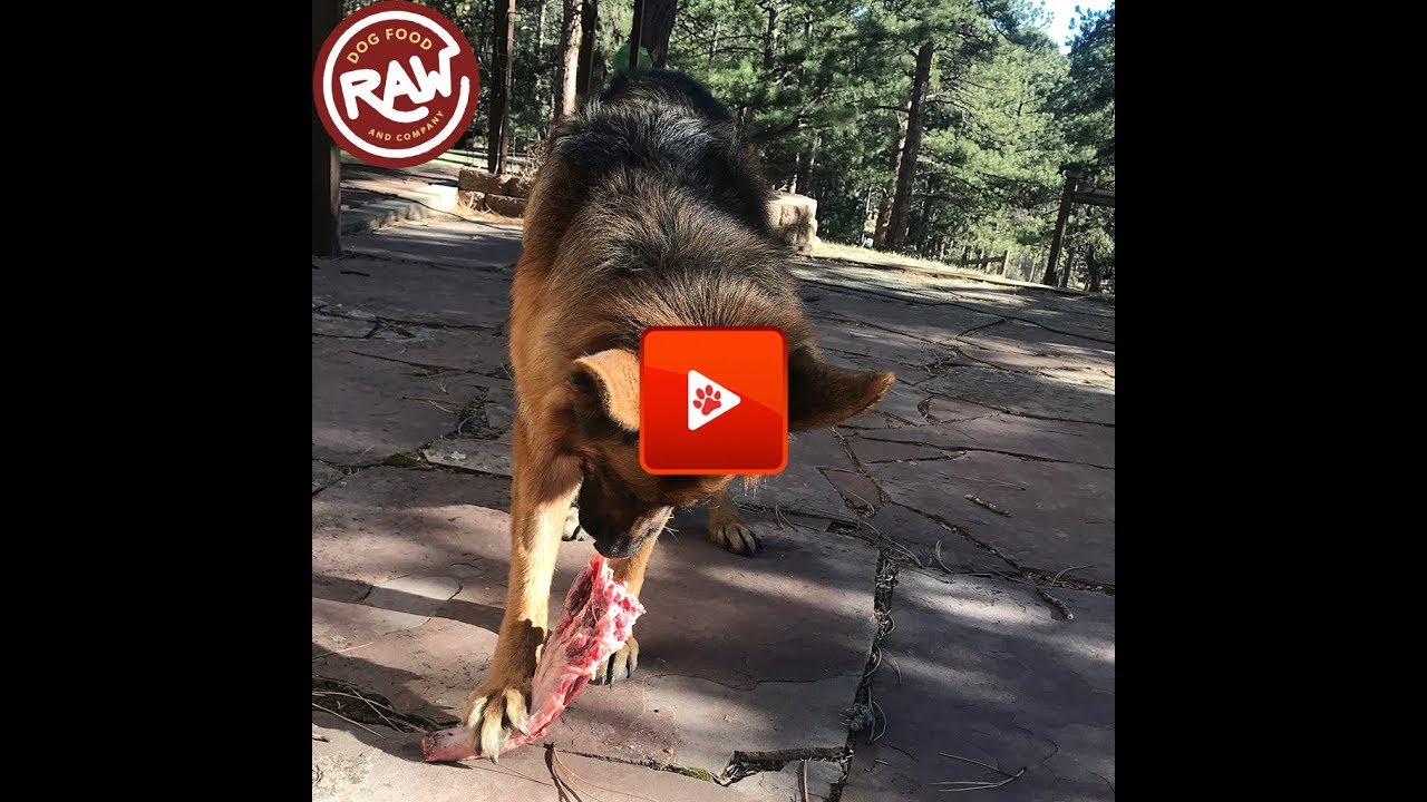 green tripe feeding guide Raw Dog Food - Breakfast of Bison Oxtail, Rabbit and Duck Blend
