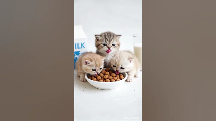 Video 10055801: exotic shorthair kitten, cutest little kitten