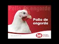 Pollo de engorde Cobb 500