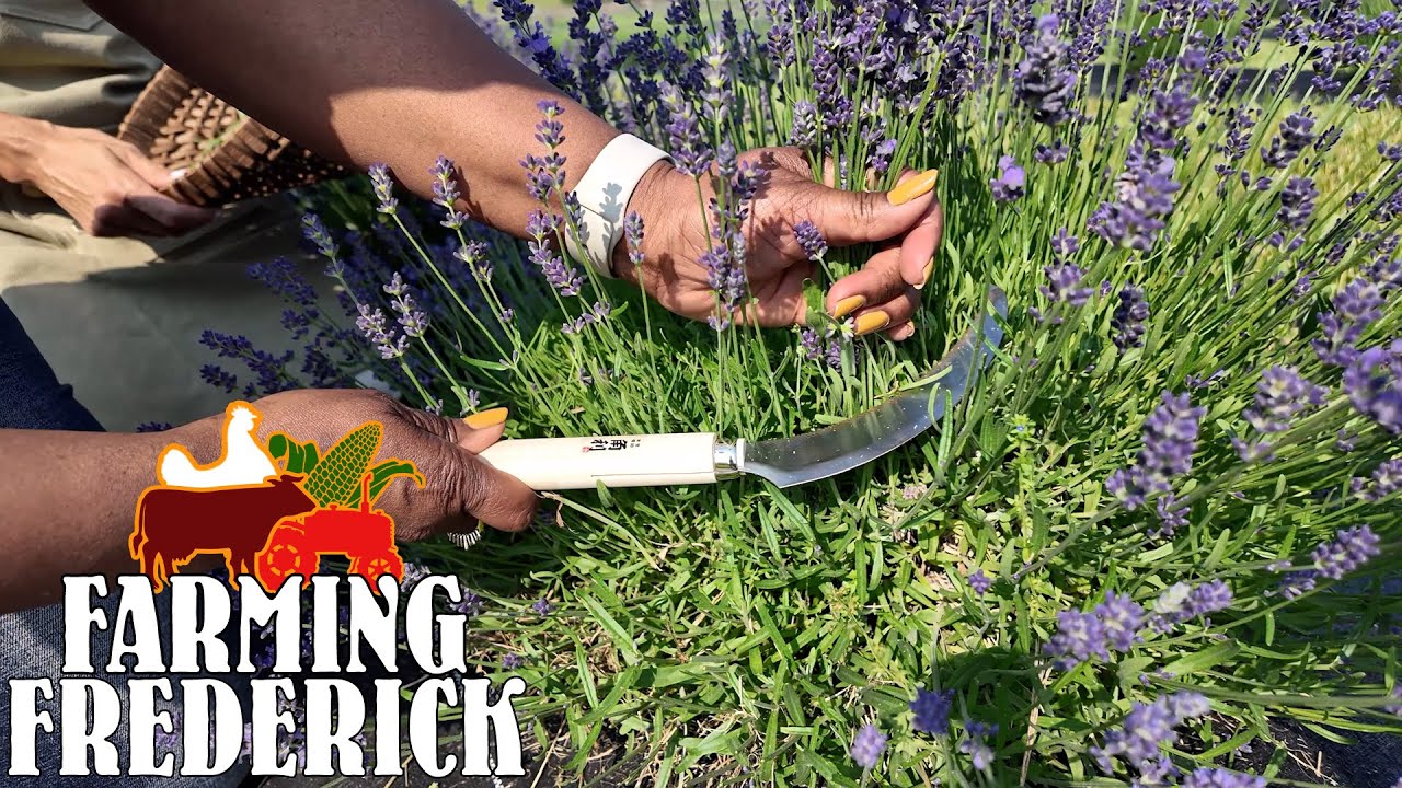 Farming Frederick: Cutting Lavender