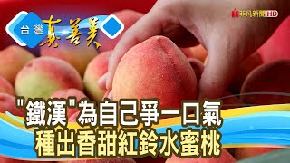 鐵漢的逆襲“紅鈴水蜜桃”｜梨賀。您好｜【台灣真善美】2024.04.21