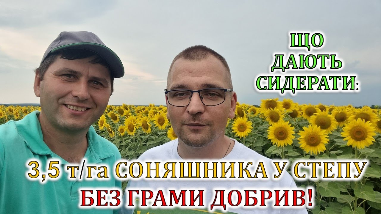 Як одержати 3,5 т/га соняшника у Степу без добрив - YouTube