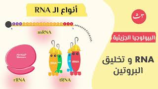 أنواع RNA | البيولوجيا الجزيئية |  أحياء الصف الثالث الثانوي (نظام جديد)