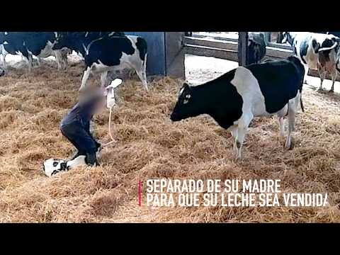Lazos Rotos