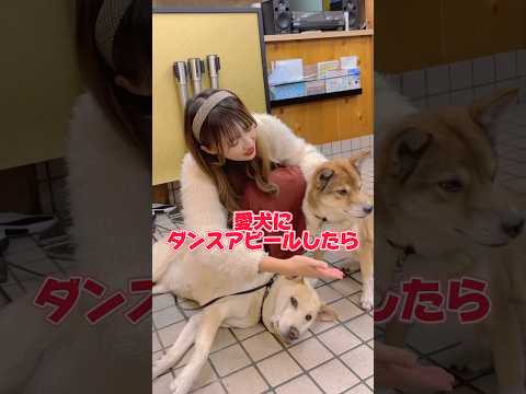 愛犬にダンスでアピールしてみたら、、、#tiktok #shorts #やってみた