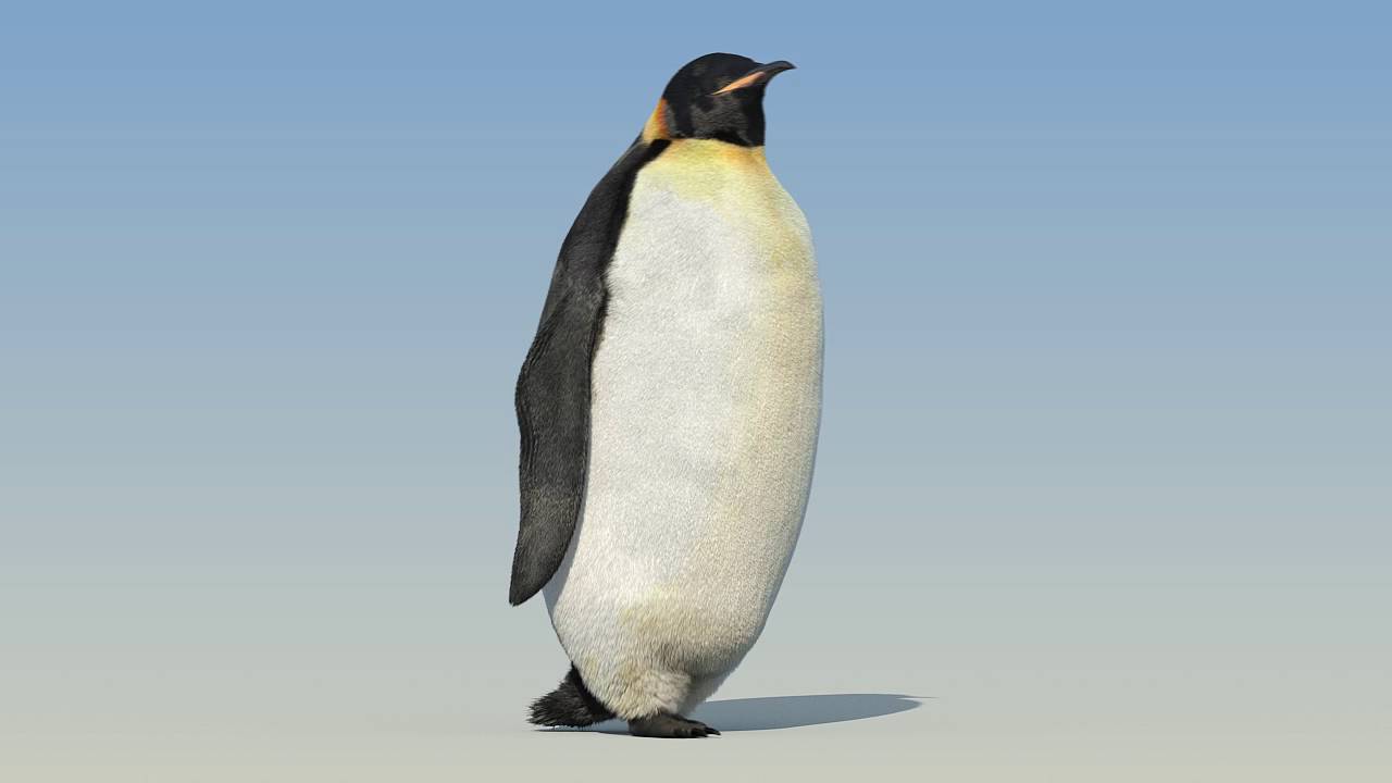 Penguin walk cycle animation - YouTube