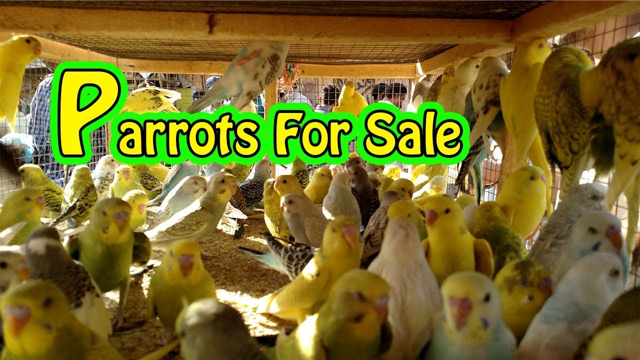video phone beyonce mp3 Budgies Parrots For Sale | Fisher Lutino and Blue Pasnata for sale