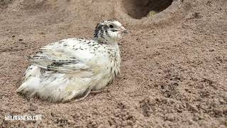 Quail Bird Playing In front of its hole| WILDERNESS LIFE