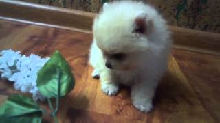 Шпицы 4 щенка(, 2014-10-09T11:57:08.000Z)