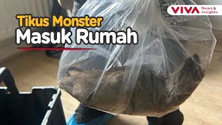 Download Lagu Penangkapan Tikus Raksasa, Setara Kucing Dewasa MP3 Download Lagu Penangkapan Tikus Raksasa, Setara Kucing Dewasa MP3