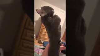 Great Dane Puts Paw In My Face