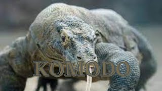 Mengenal Hewan: Komodo