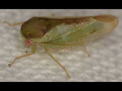 Seven New Frog-Leaping Insects Discovered in Ugandan Rainforest