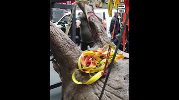 Triceratops Fossils Expected to Sell for $1.7M #Shorts