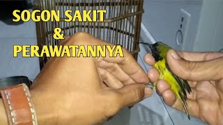 BURUNG SOGON SAKIT DAN PERAWATANYA