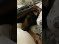 Trying to unwind after a long day. #doberman #lifeisbutadream