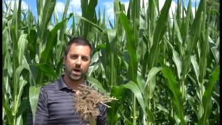 Maizex Moving - Uneven corn emergence