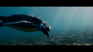 "My Penguin Friend"  A Penguin POV Featurette