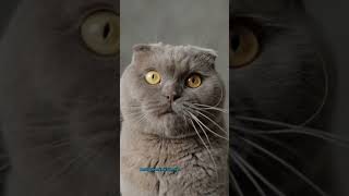 scottish fold, #scottish fold cat, #scottish fold cats, #scottish fold care, #scottish folds,