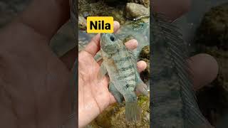 menemukan ikan nila di laut ternyata bisa hidup di air asin #youtubeshorts #shorts #ikannila