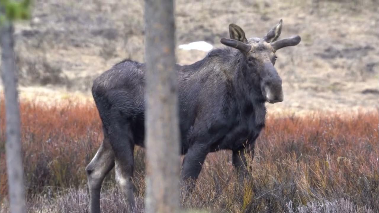 Yellowstone Moose YouTube