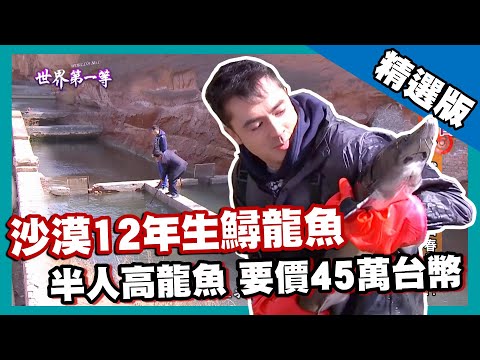 【陝西】沙漠皇帝魚 巨無霸天價鱘龍魚｜《世界第一等》653集精華版