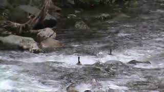 How To Run a Class II Whitewater Rapid