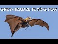 Grey-Headed Flying Foxes - The Amazing Megabats of Melbourne