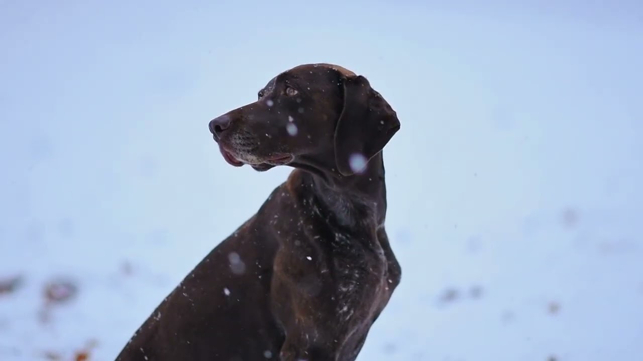 Brown German Shorthaired Pointer Dog | Calm Outdoor Observation251873