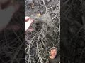 Exposing a tree's roots with an AirSpade!