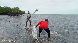 HEBOH‼️Ribuan ikan terjebak dalam hutan mangrove