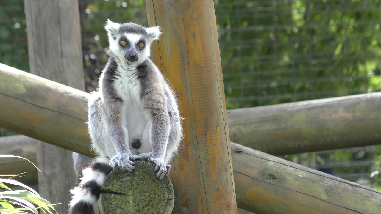 airshow schedule share Lemurs from Madagascar you see via Train ride Colchester Zoo 31Aug19 235p